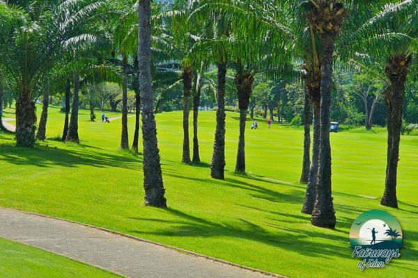 Palm-lined fairway at Palm Hills Country Club with tropical trees and manicured grass